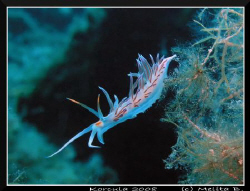 nudi taken on island Korcula / Canon g9, in-strobe by Melita Bubek 
